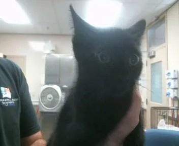 A baby small-sized female Domestic Short Hair cat named Panther for adoption in Sacramento, CA