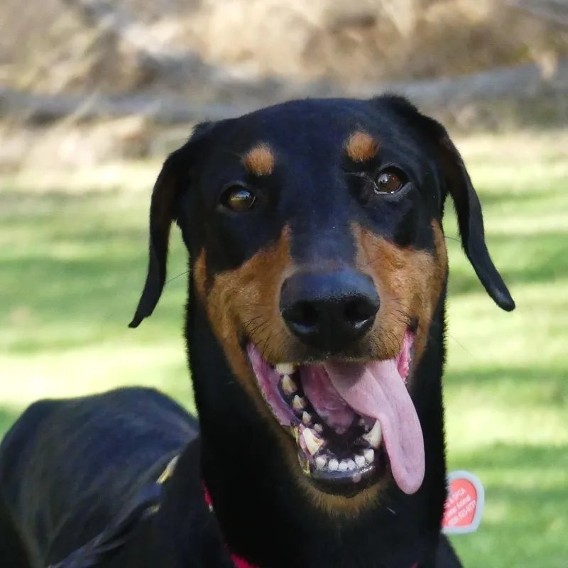 An adult medium-sized female Black Doberman Pinscher dog named Wendy for adoption in San Gabriel, CA