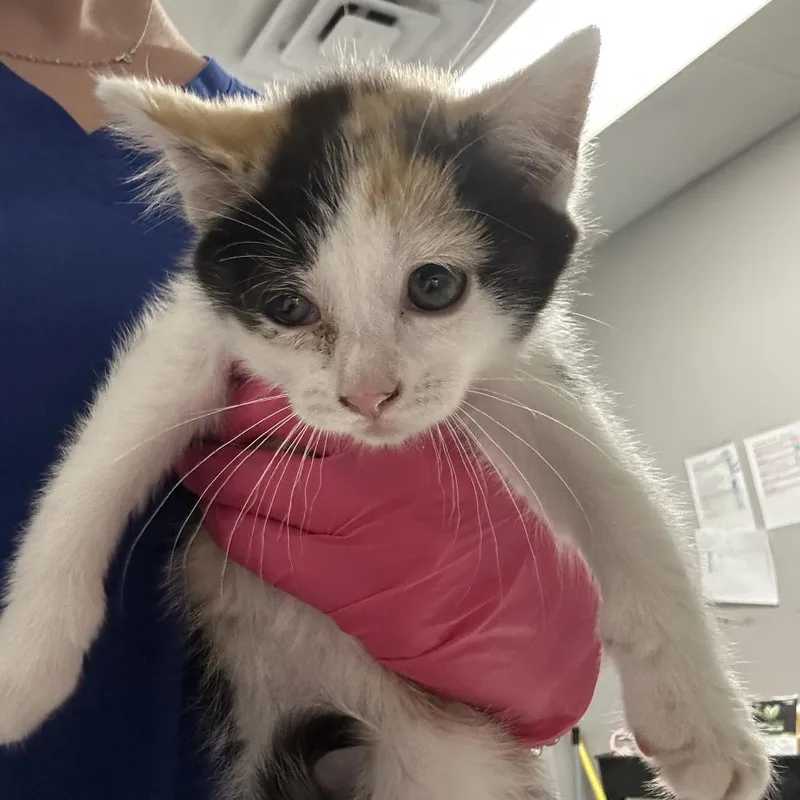 A baby small-sized female White Domestic Short Hair cat named Plum for adoption in Greenville, SC