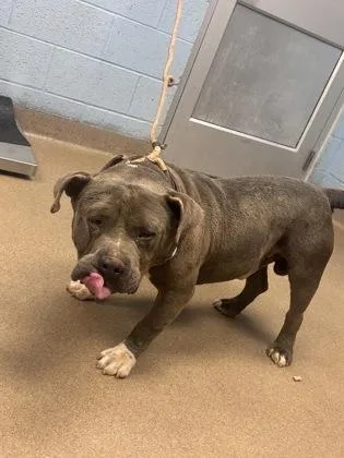 An adult large-sized male Mixed Breed dog named Potbelly for adoption in Chamblee, GA