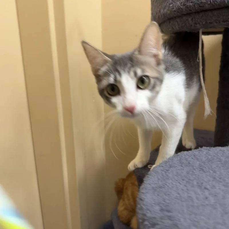 A baby small-sized male Gray / Blue / Silver Domestic Short Hair cat named Draco for adoption in Hemet, CA
