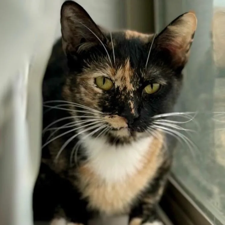 A young small-sized female Tortoiseshell Domestic Short Hair cat named M  Ginger for adoption in Arizona City, AZ