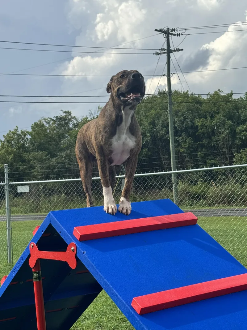 An adult medium-sized female American Bulldog dog named Shasta for adoption in Fort Payne, AL