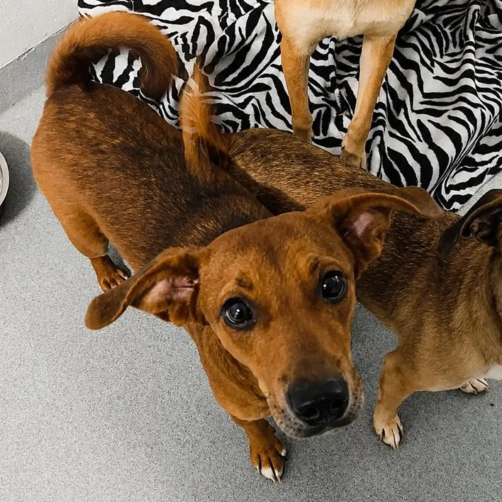 A young medium-sized female Red / Chestnut / Orange Feist dog named Barbie for adoption in Spruce Pine, NC