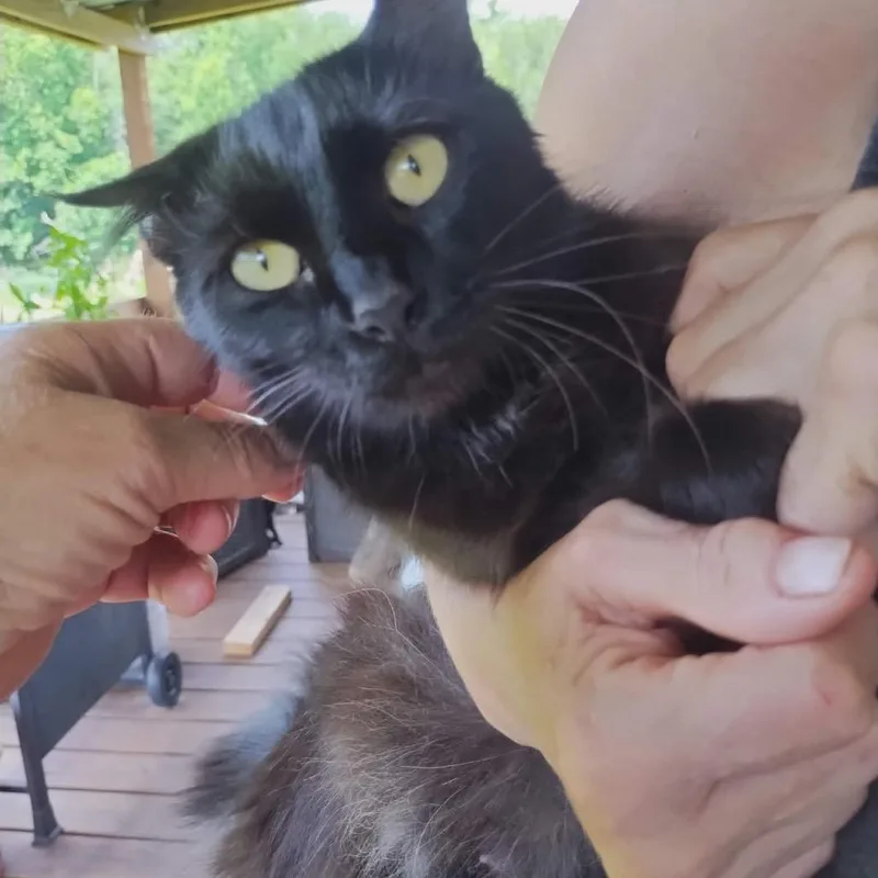 A young medium-sized female Black Domestic Long Hair cat named Sissy for adoption in Wadena, MN