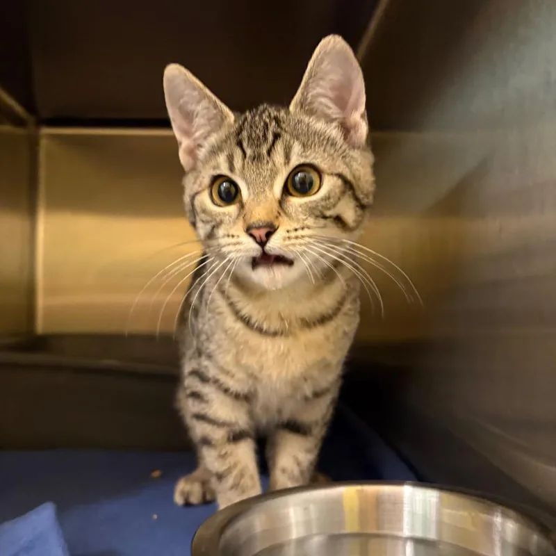 A baby small-sized female Domestic Short Hair cat named Stray A for adoption in Keizer, OR