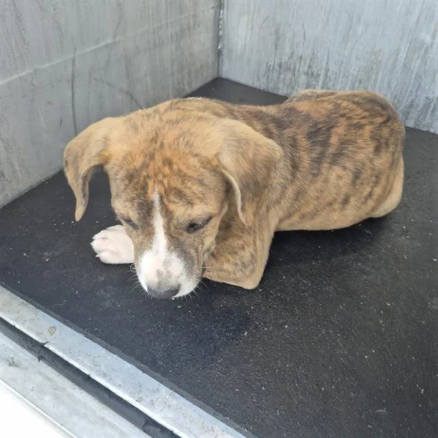A baby small-sized female American Staffordshire Terrier dog named Lily for adoption in San Antonio, TX