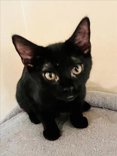 A baby small-sized male Domestic Short Hair cat named Tinkywinky for adoption in Hagerstown, MD