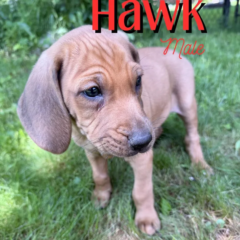 Hawk