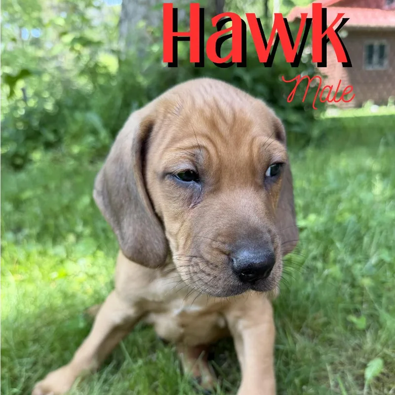 Hawk thumbnail 2