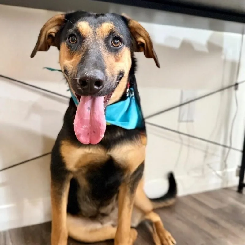A young medium-sized female Black and Tan Coonhound dog named Jennie Ruby Jane for adoption in Friendswood, TX