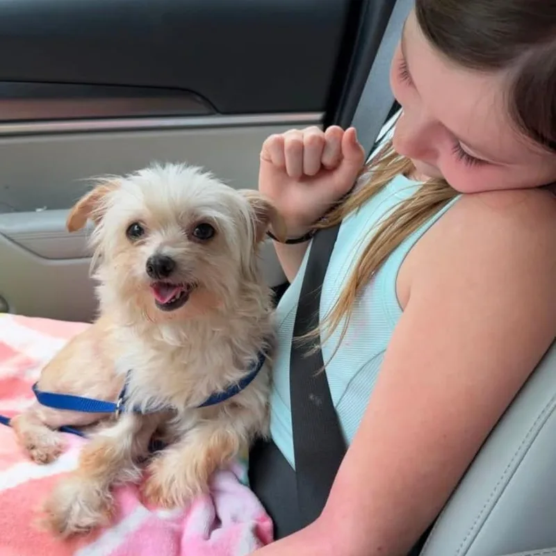 An adult small-sized female Yorkshire Terrier dog named Starburst for adoption in Philadelphia, PA