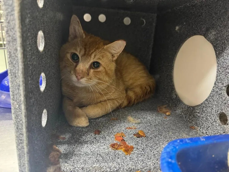 A young medium-sized male Domestic Short Hair cat named Martin Cat for adoption in Danielsville, GA