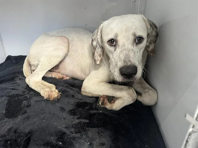 A young medium-sized female Mixed Breed dog named Parmesan for adoption in Palmetto, FL