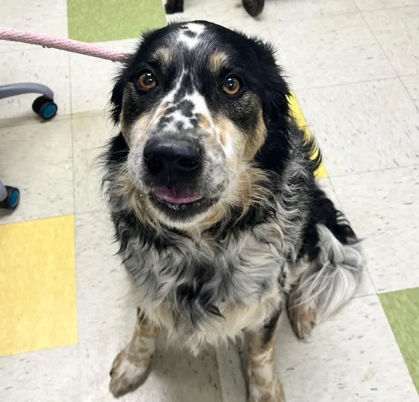 An adult large-sized male Australian Shepherd dog named Teddy Bear for adoption in Sioux City, IA