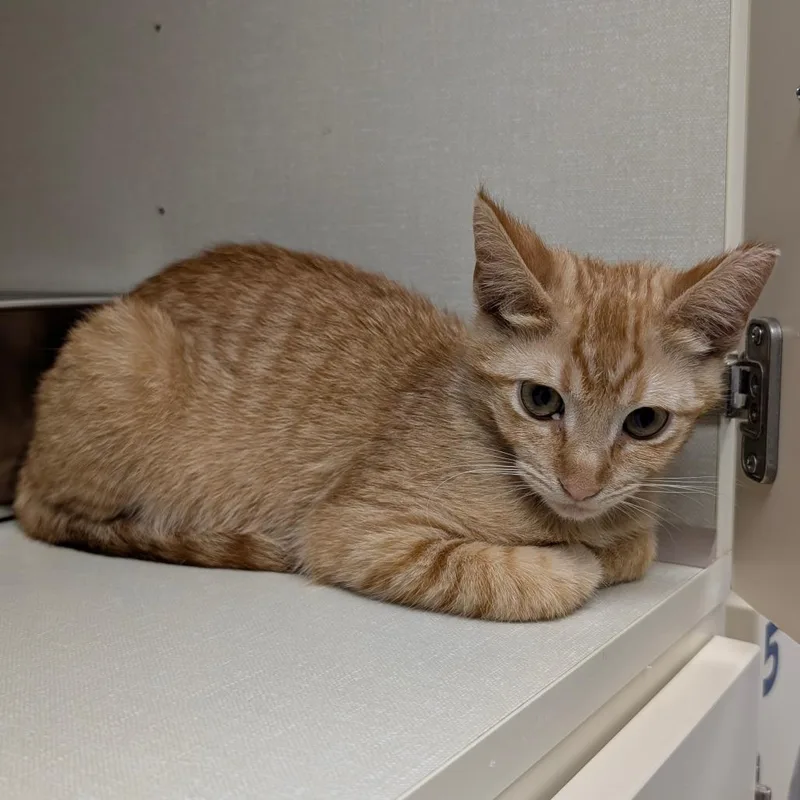 A baby small-sized female Orange / Red Domestic Short Hair cat named Tahini for adoption in Sunnyvale, CA