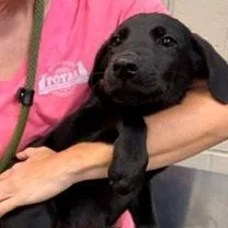 A baby medium-sized male Black Labrador Retriever dog named Twizzler for adoption in Cumberland, RI