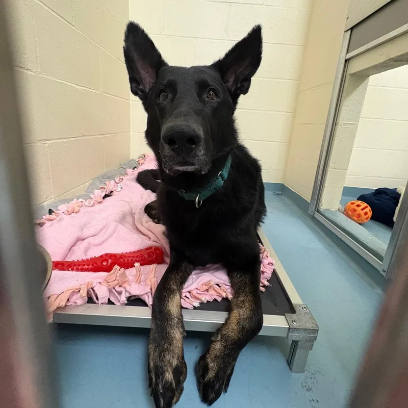 An adult large-sized male German Shepherd Dog dog named Leo for adoption in Winthrop, MA