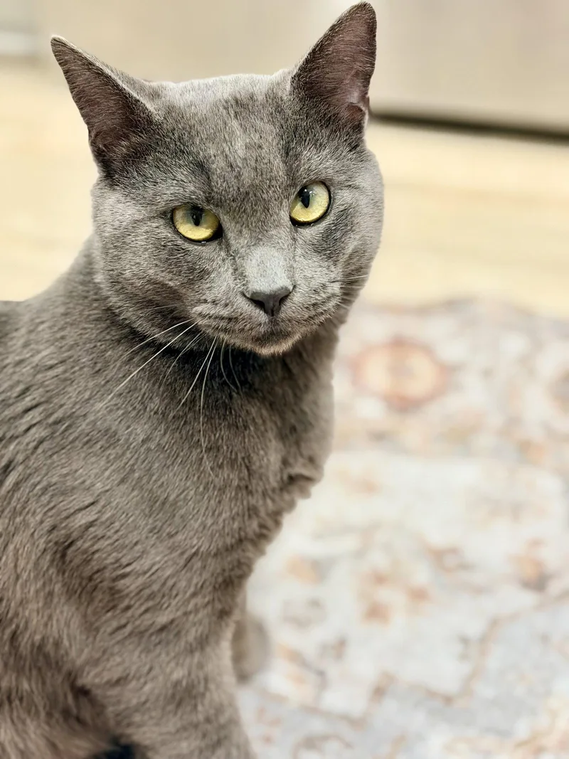A young medium-sized male Russian Blue cat named Bob Barker for adoption in Camden, SC