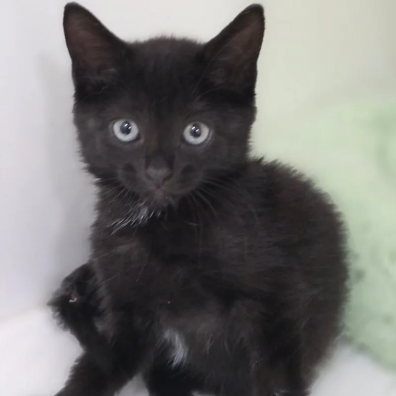 A baby small-sized female Black Domestic Short Hair cat named Jetta for adoption in Elizabeth City, NC