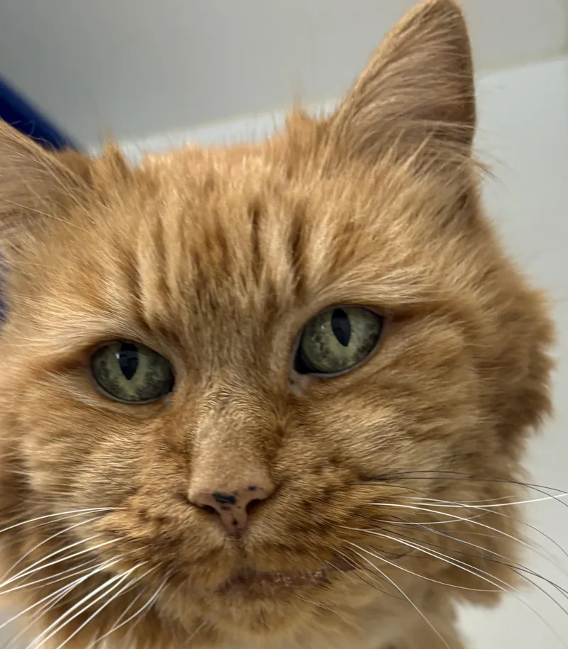 A senior medium-sized female Orange / Red Domestic Medium Hair cat named Marilyn for adoption in Mansfield, CT