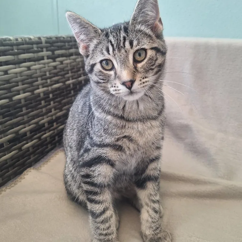 A baby small-sized male Brown / Chocolate Domestic Short Hair cat named BenGo for adoption in Attica, NY