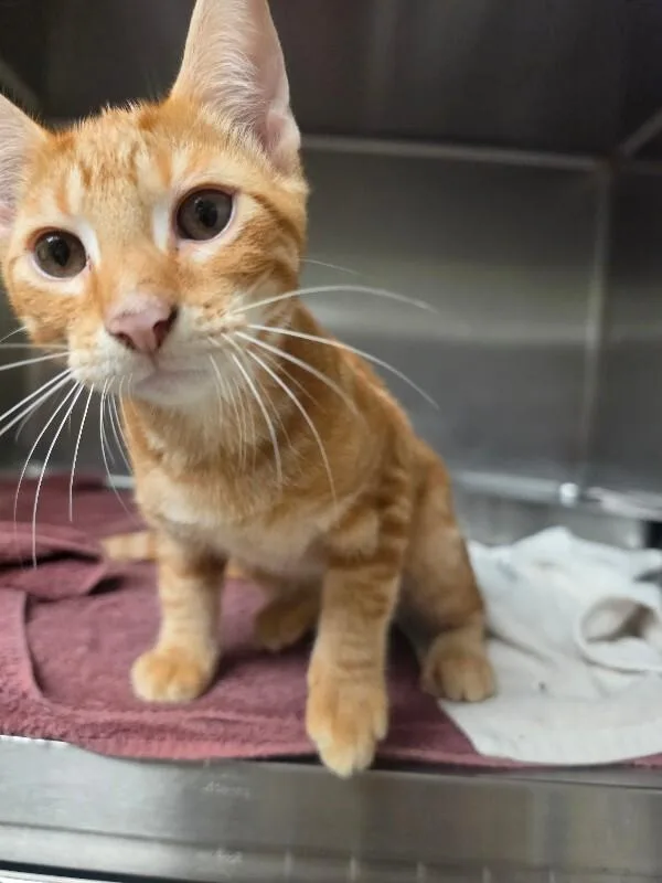 A young medium-sized male Tabby cat named Dax for adoption in Bluffton, IN