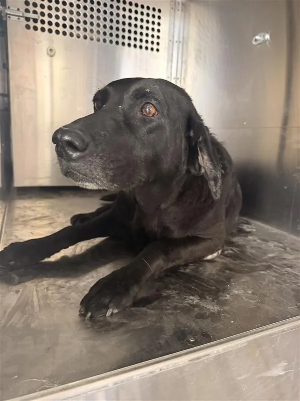 An adult large-sized female Labrador Retriever dog named Gracy for adoption in Austin, TX