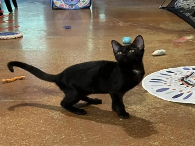 A baby small-sized male Black Domestic Short Hair cat named Wednesday for adoption in Woodland, CA