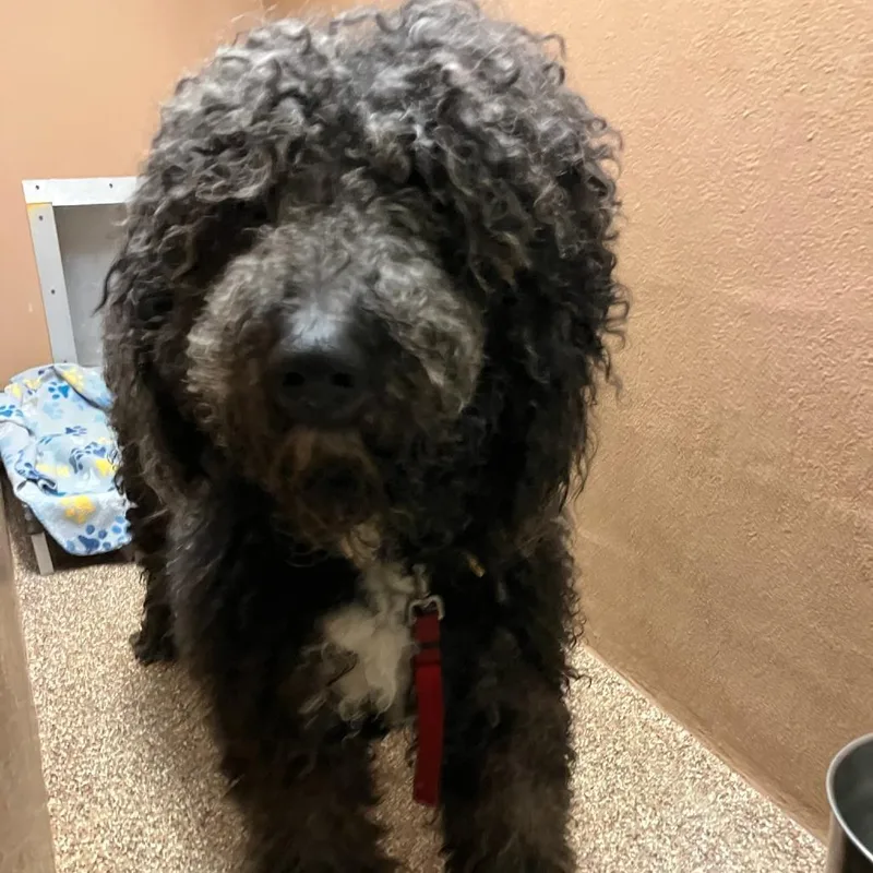 An adult large-sized male Black Standard Poodle dog named "Gunnar" for adoption in Verona, VA