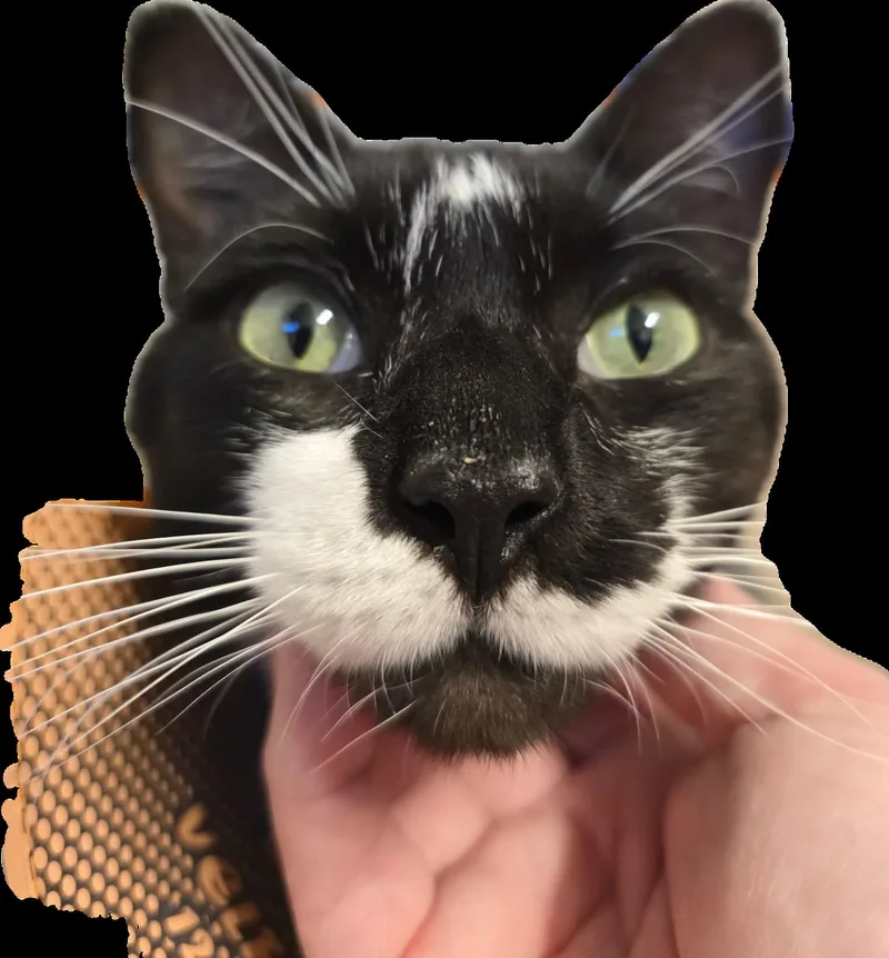 An adult medium-sized male Domestic Short Hair cat named Darwyn for adoption in Enfield, CT