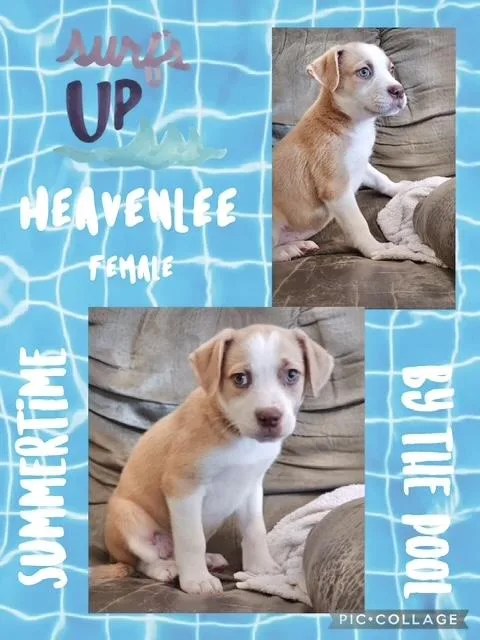 A baby medium-sized female Hound dog named Heavenlee for adoption in Manchester, CT