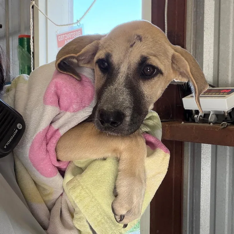 A baby small-sized female Yellow / Tan / Blond / Fawn Hound dog named Sushi for adoption in Bastrop, TX