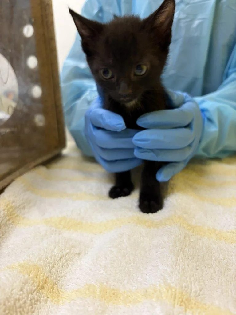 A baby small-sized female Domestic Short Hair cat named Murr for adoption in Raleigh, NC