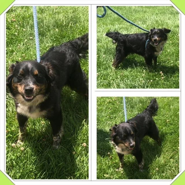 A baby medium-sized male Tricolor (Brown, Black, & White) Mixed Breed dog named Houdini for adoption in Buckhannon, WV
