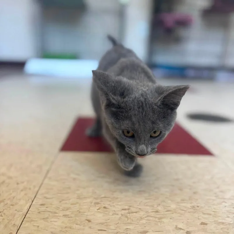 A baby small-sized female Gray / Blue / Silver Domestic Short Hair cat named Pearl for adoption in Waynesboro, PA