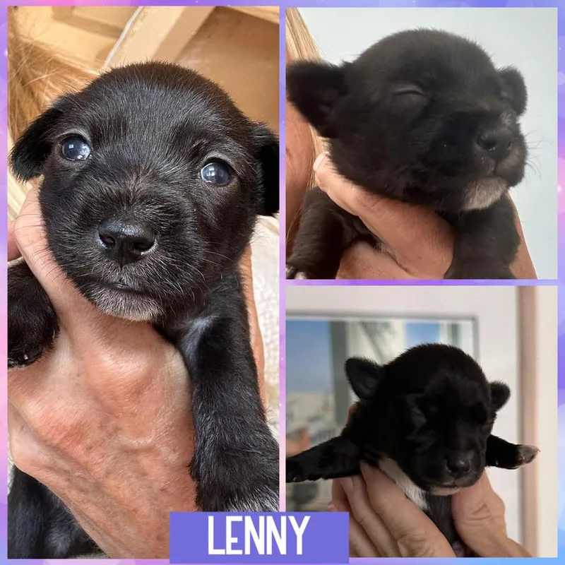 A baby small-sized male Tricolor (Brown, Black, & White) Chihuahua dog named Lenny for adoption in Arroyo Grande, CA