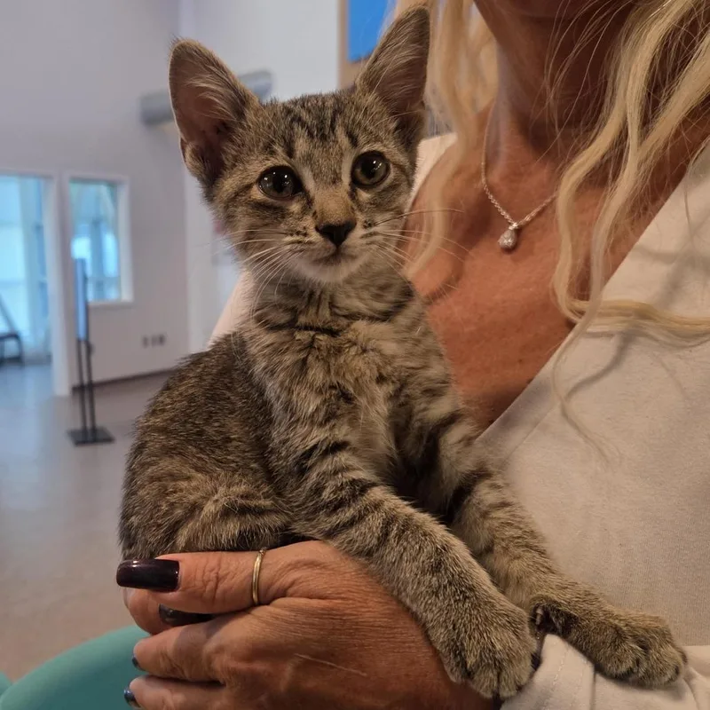 A baby small-sized female Brown / Chocolate Domestic Short Hair cat named Fredward for adoption in Saint Louis, MO