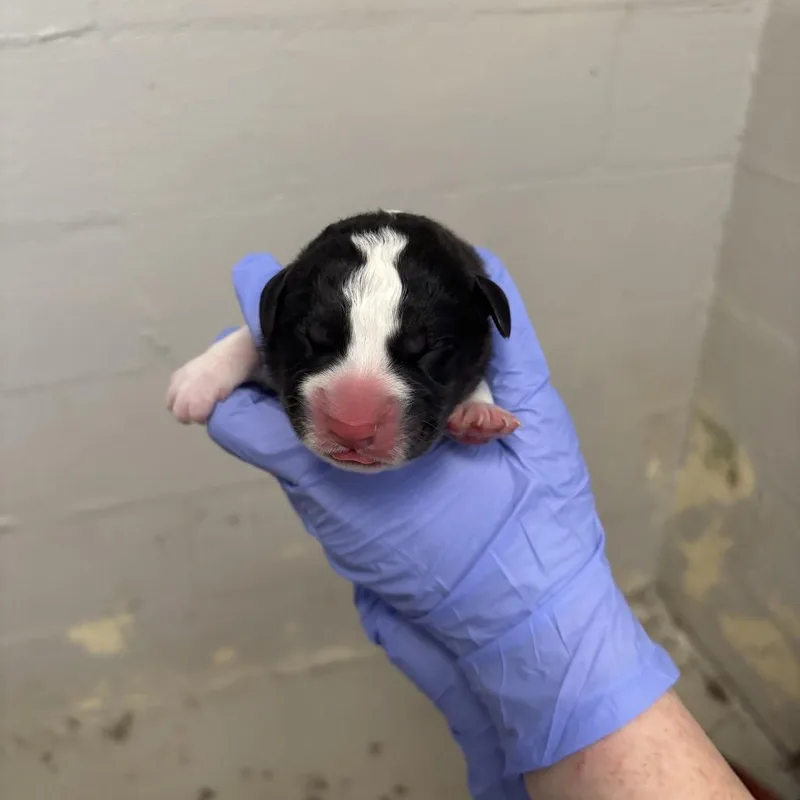 Dil Pickles thumbnail 2