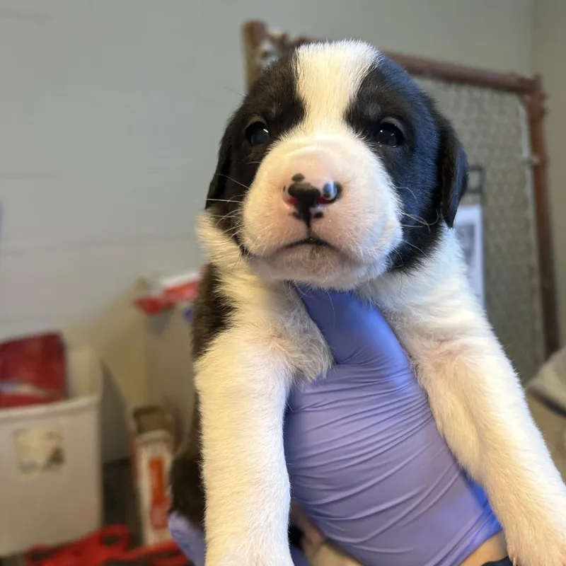 Dil Pickles thumbnail 3