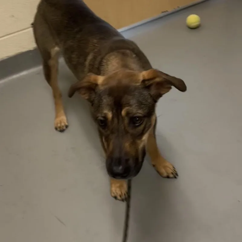An adult medium-sized female Black Mixed Breed dog named Zinnia for adoption in Asheville, NC