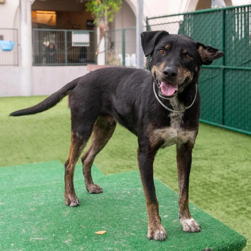 An adult medium-sized male Black Terrier dog named Gromit for adoption in Pasadena, CA