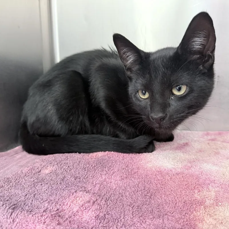 A baby medium-sized male Black Domestic Short Hair cat named Mercury for adoption in Auburn, AL