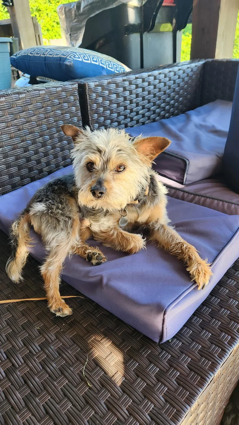 An adult small-sized male Yorkshire Terrier dog named Eddie for adoption in Alexandria, KY