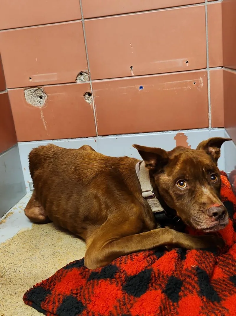 An adult large-sized female Labrador Retriever dog named Queen Cole for adoption in Houston, TX