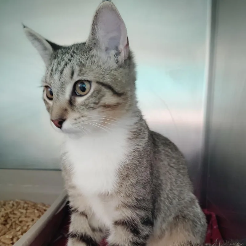 A baby small-sized male Gray / Blue / Silver Domestic Short Hair cat named Shere Khan for adoption in Valley, AL