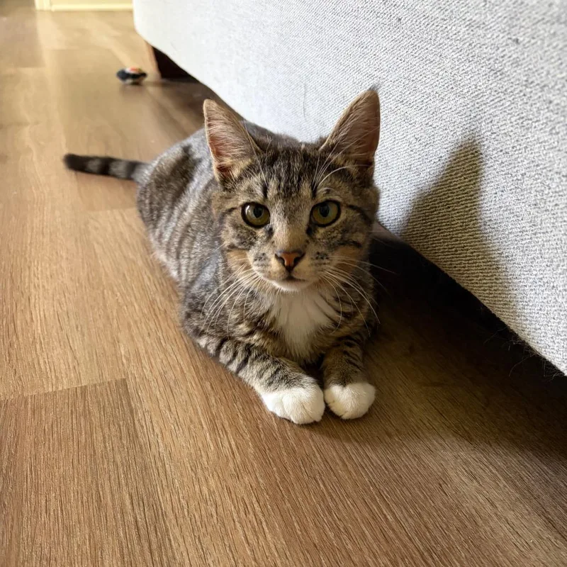 A baby medium-sized male Brown / Chocolate Domestic Short Hair cat named Razzmatazz for adoption in Columbiana, AL
