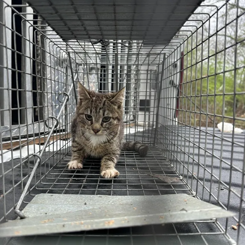 Razzmatazz thumbnail 2