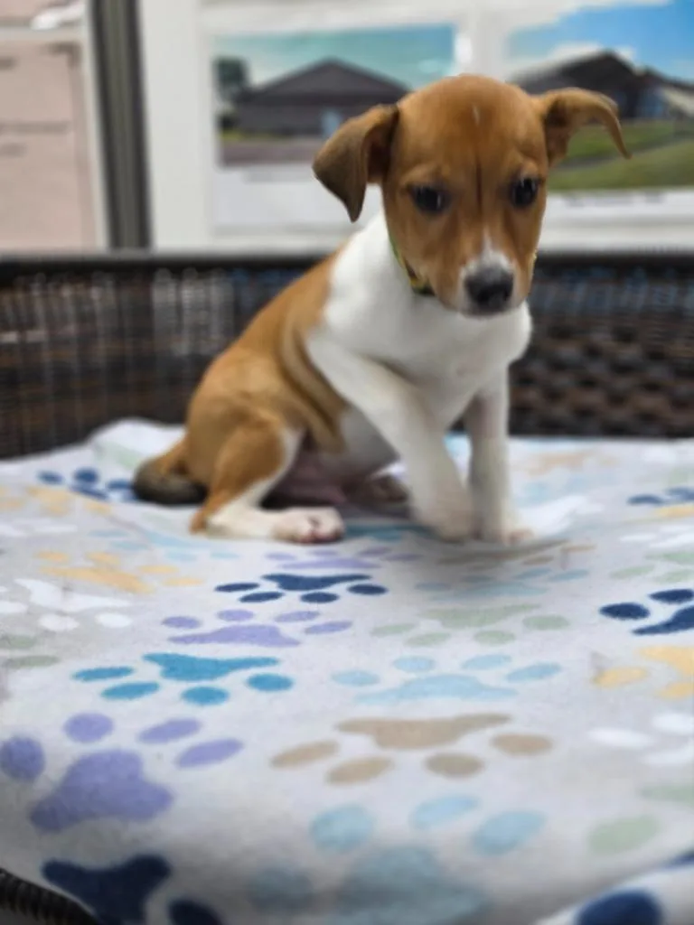 A baby small-sized male Rat Terrier dog named Logan for adoption in Neillsville, WI