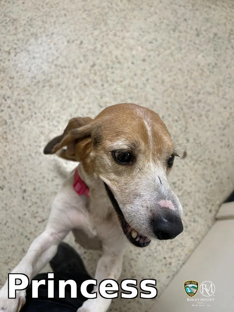 An adult small-sized female Beagle dog named Princess for adoption in Rocky Mount, NC